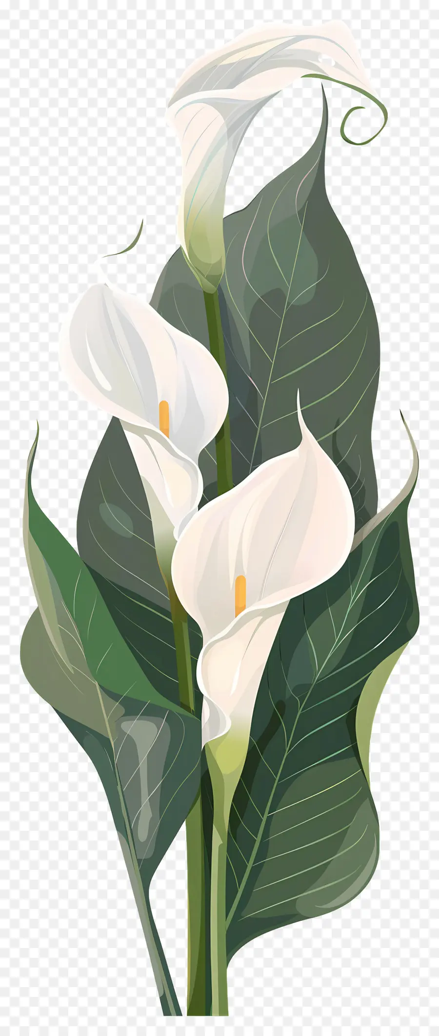 Calla Lily，Beyaz PNG