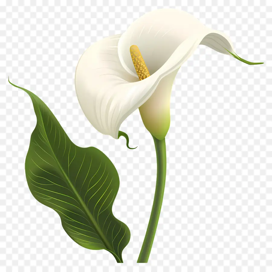 Calla Lily，Tek Beyaz Calla Lily PNG