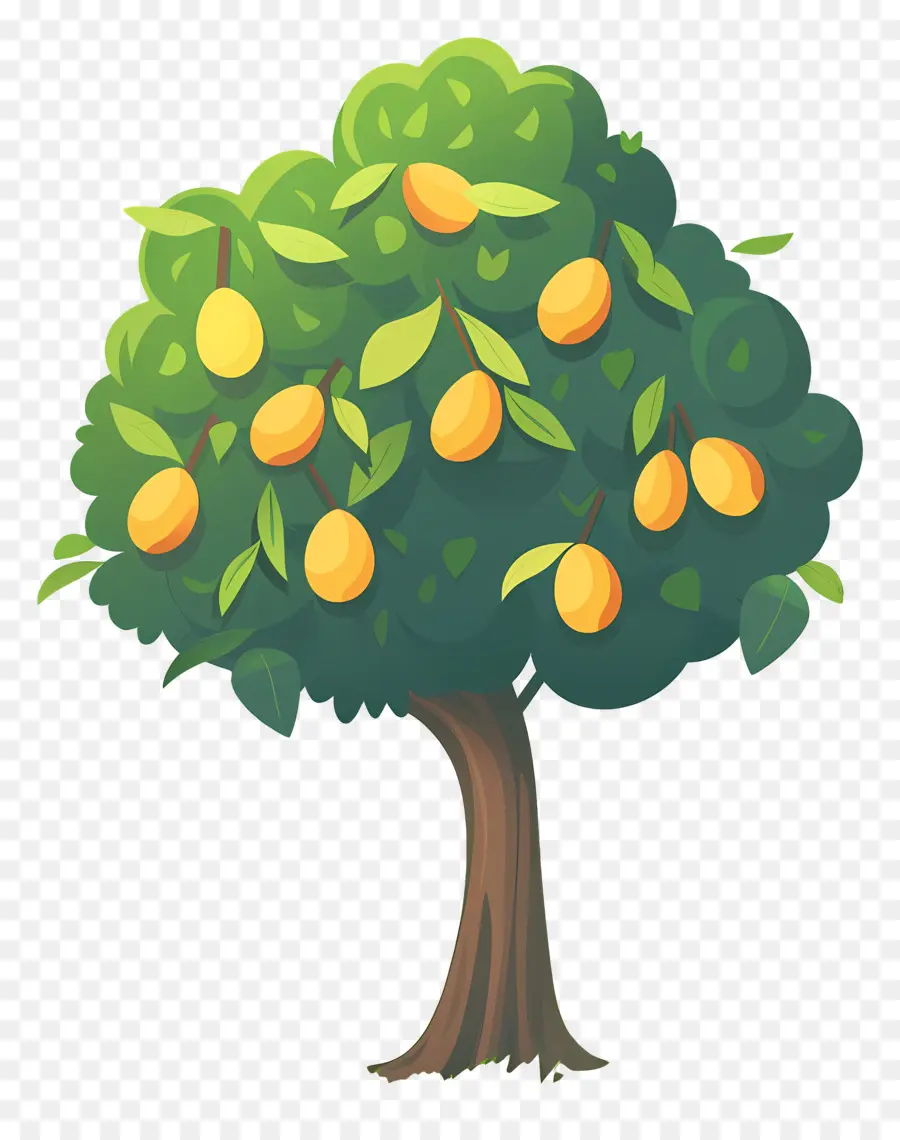 Mango Ağacı，Meyve PNG