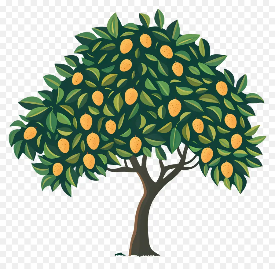 Mango Ağacı，Meyve PNG