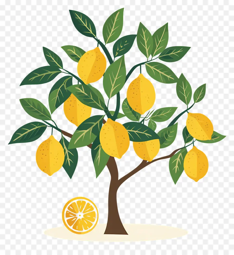 Limon Ağacı，Limon PNG