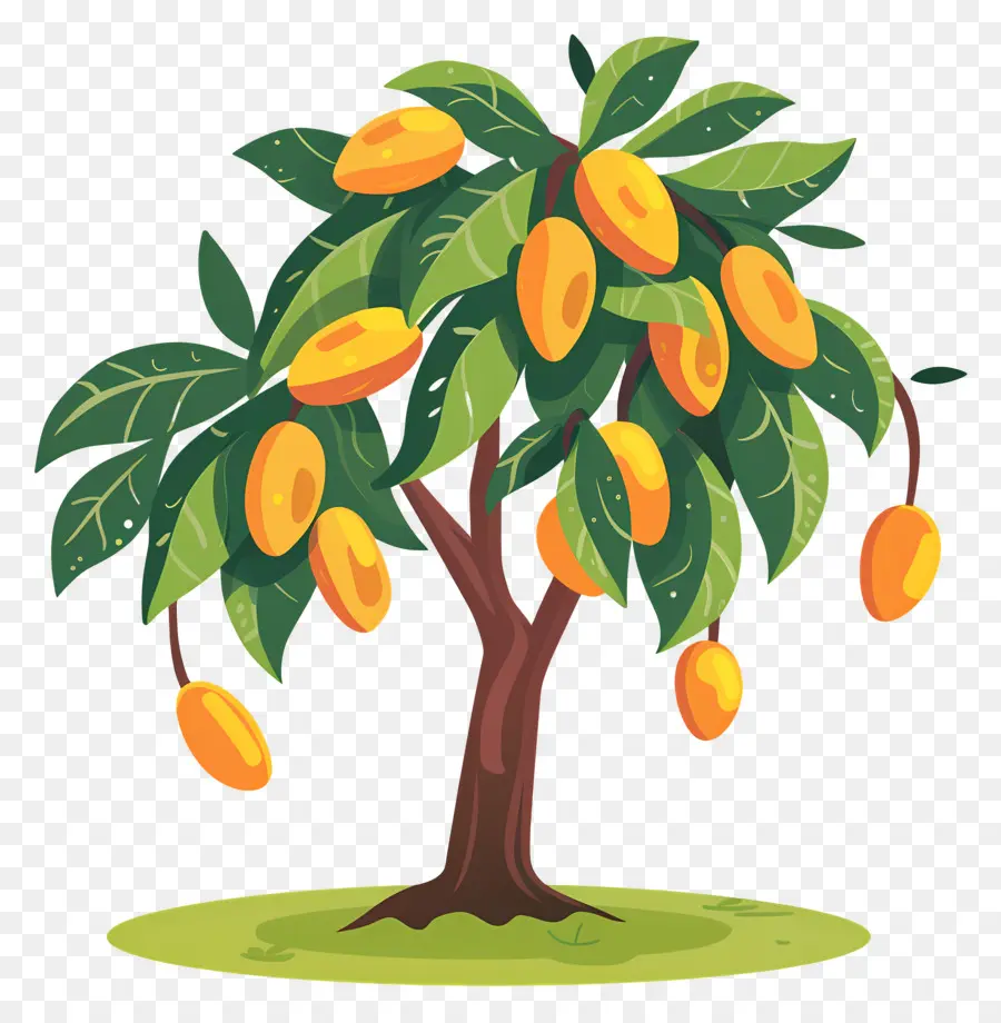 Mango Ağacı，Meyve PNG