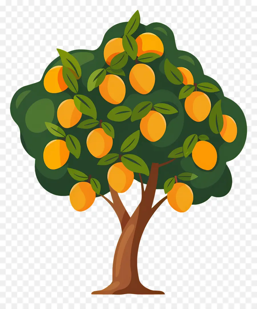 Mango Ağacı，Meyve PNG