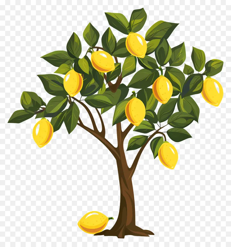 Limon Ağacı，Mango Ağacı PNG