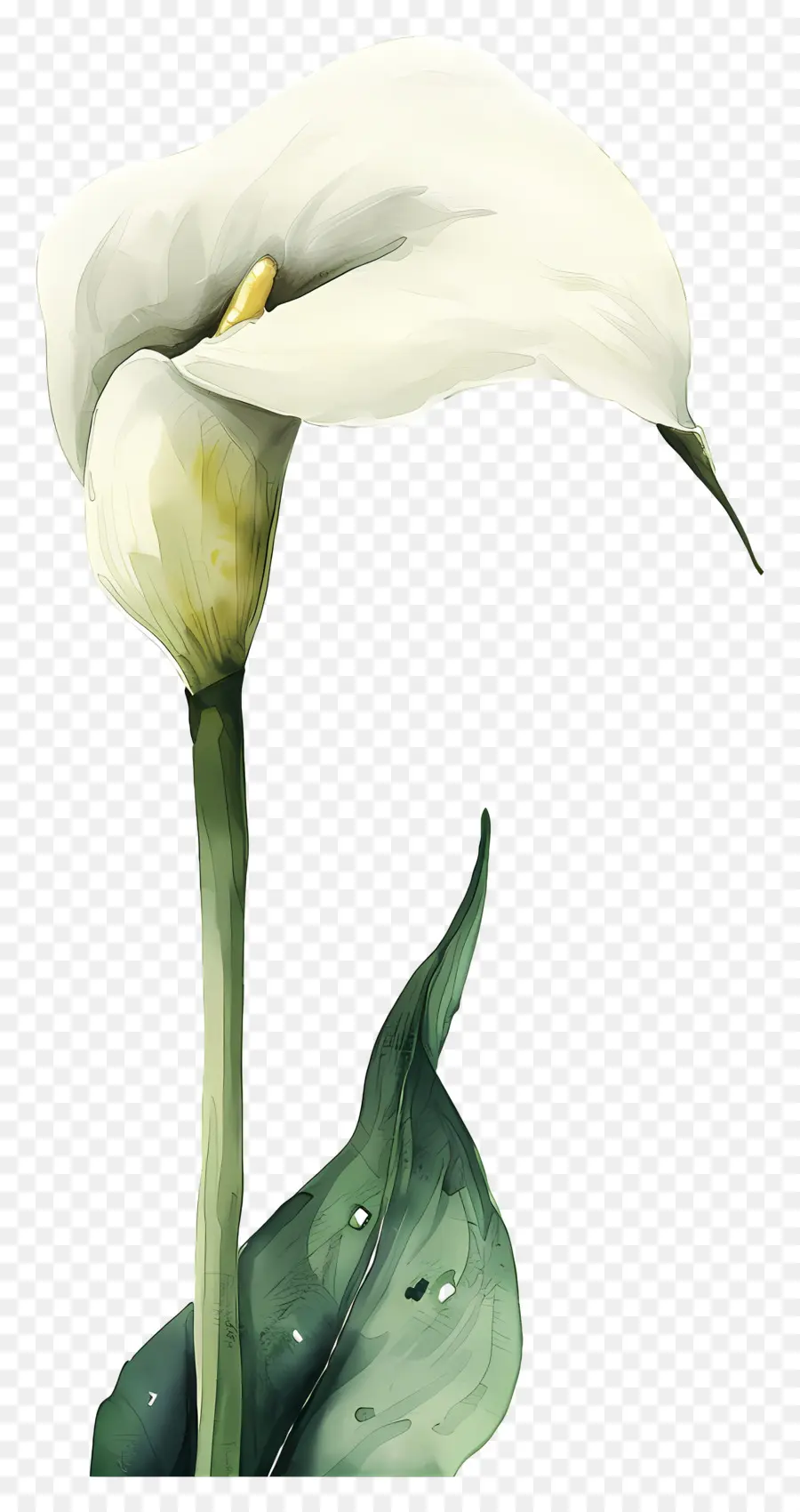 Calla Lily，Beyaz Calla Lily PNG