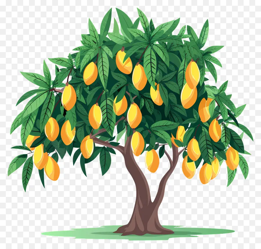 Mango Ağacı，Meyve PNG