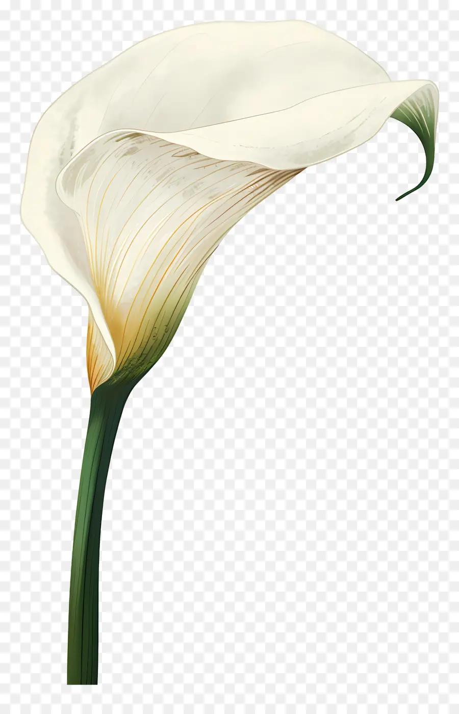 Calla Lily，Beyaz Calla Lily PNG