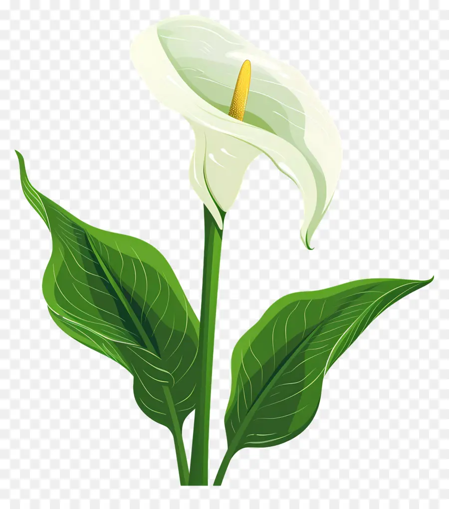 Calla Lily，Tek Beyaz Calla Lily PNG