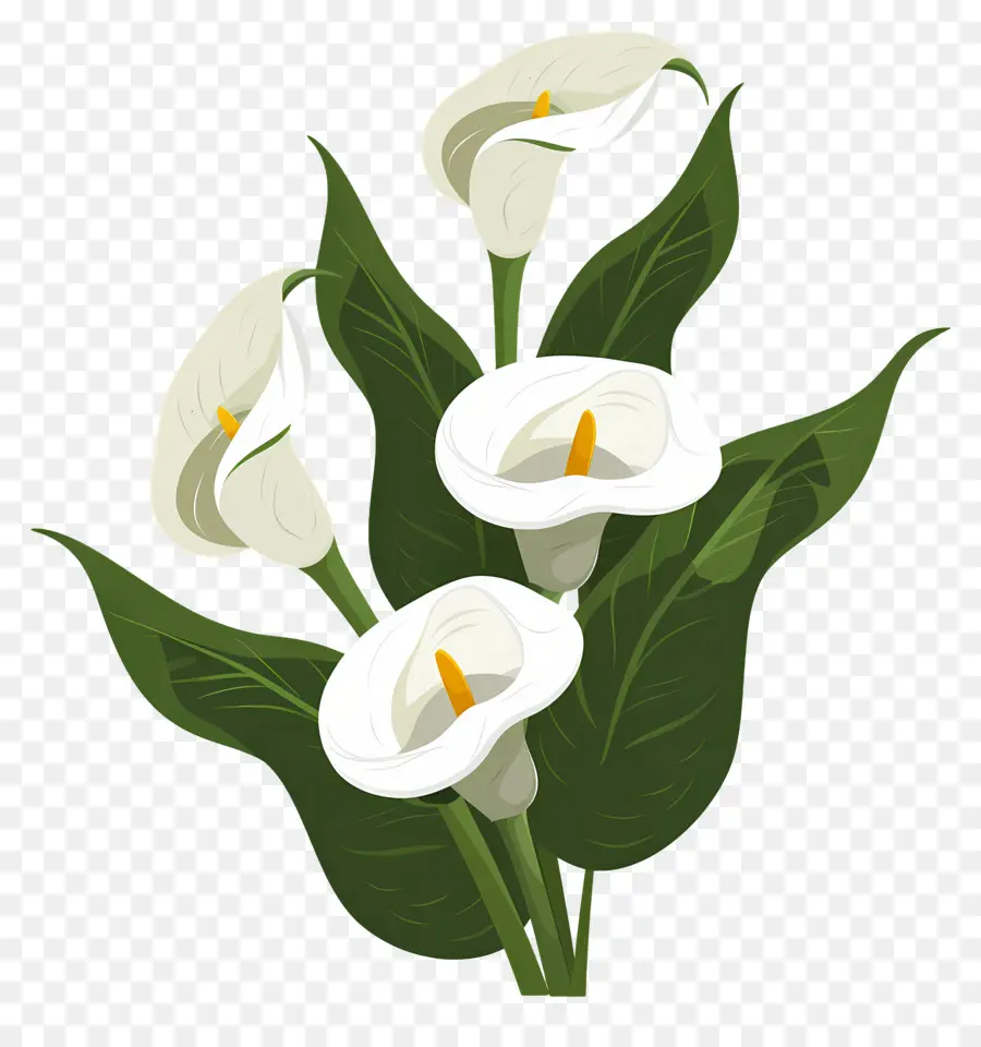 Calla Lily，Beyaz Calla Zambakları PNG