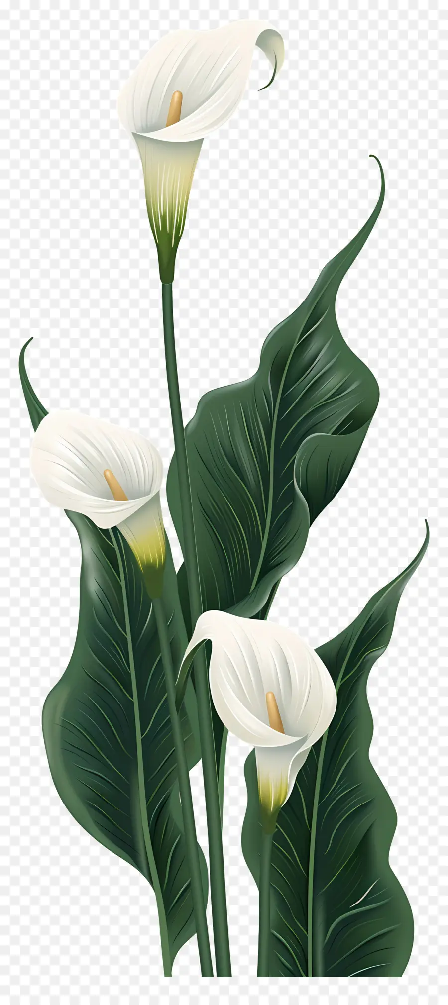 Calla Lily，Beyaz PNG