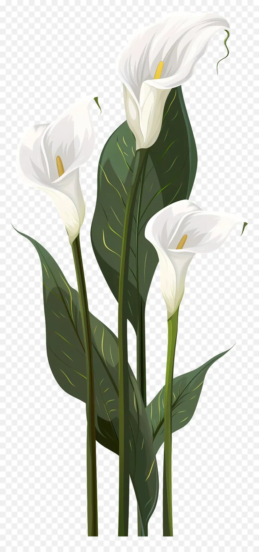 Calla Lily，Beyaz PNG