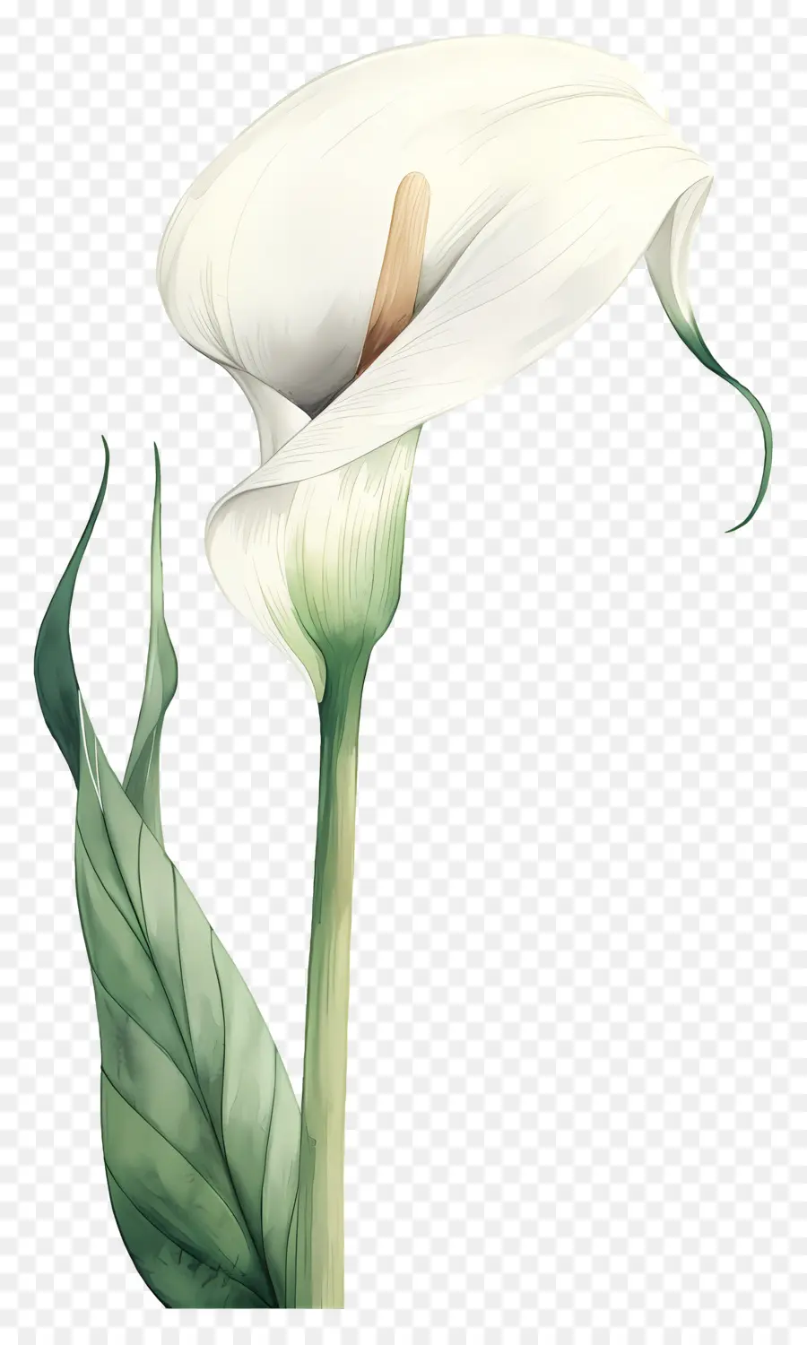 Calla Lily，Beyaz Calla Lily PNG