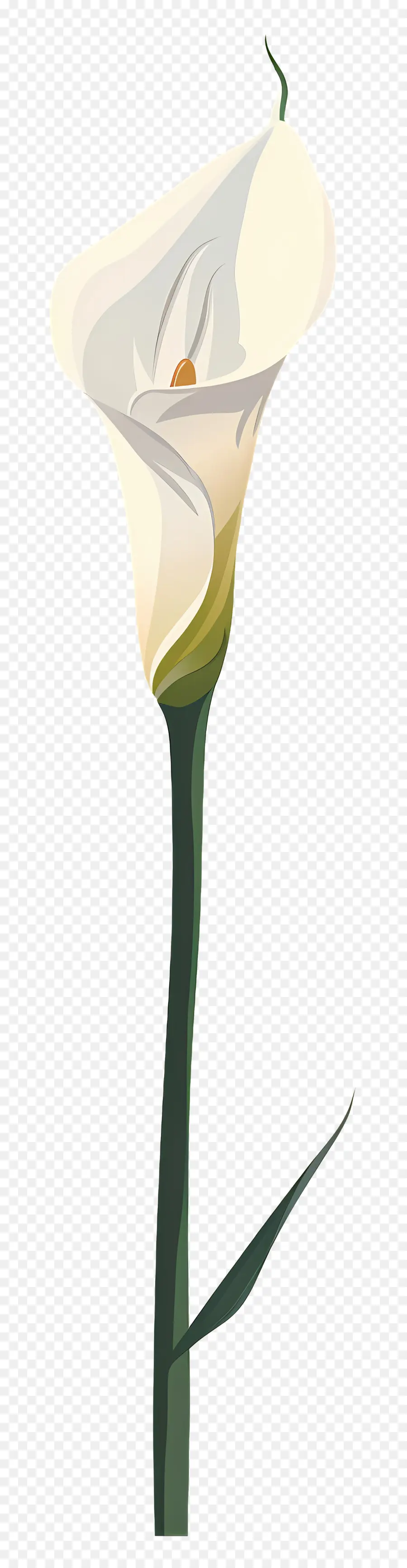 Calla Lily，Beyaz PNG