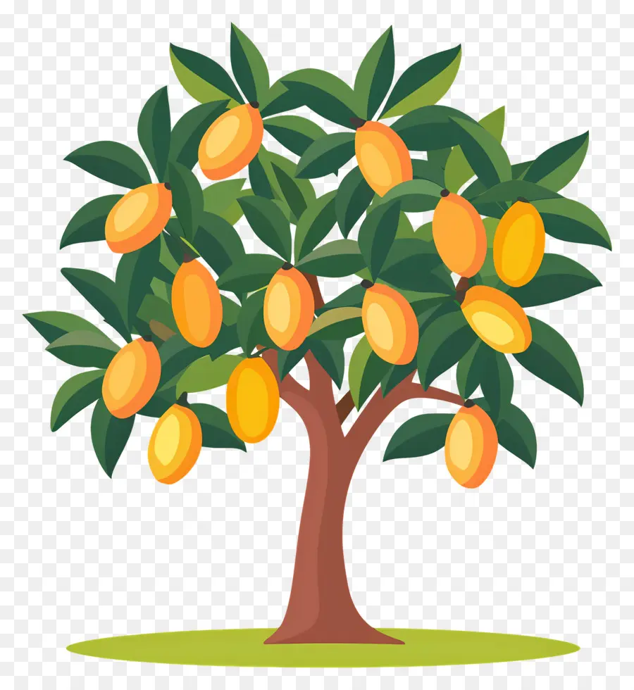 Mango Ağacı，Meyve PNG