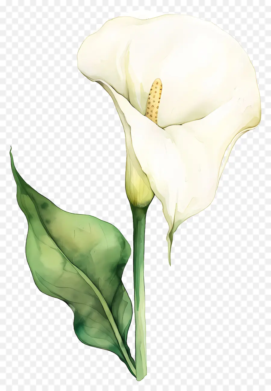 Calla Lily，Beyaz Calla Lily PNG