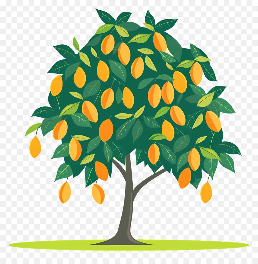 Mango Ağacı，Meyve PNG