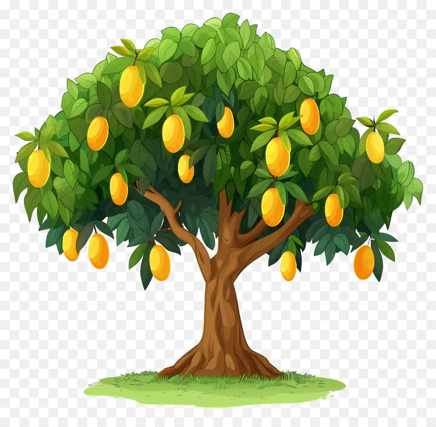 Mango Ağacı，Meyve PNG