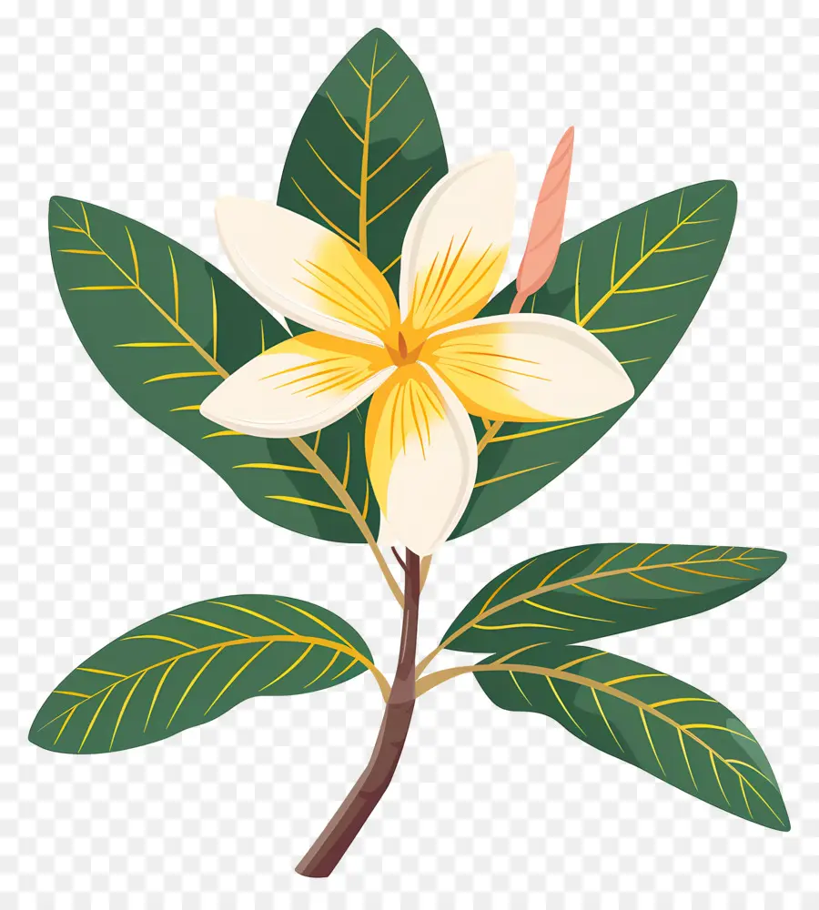 Plumeria çiçeği，Beyaz Çiçekler PNG