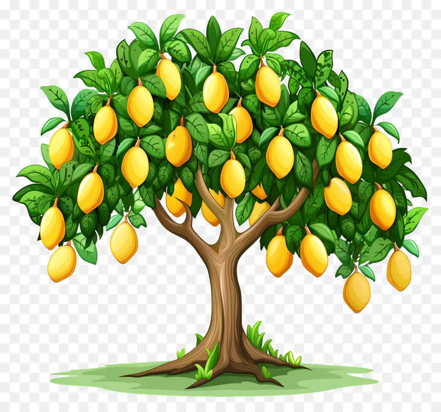 Mango Ağacı，Meyve PNG