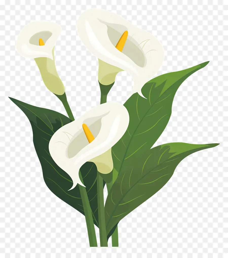 Calla Lily，Beyaz Calla Zambakları PNG