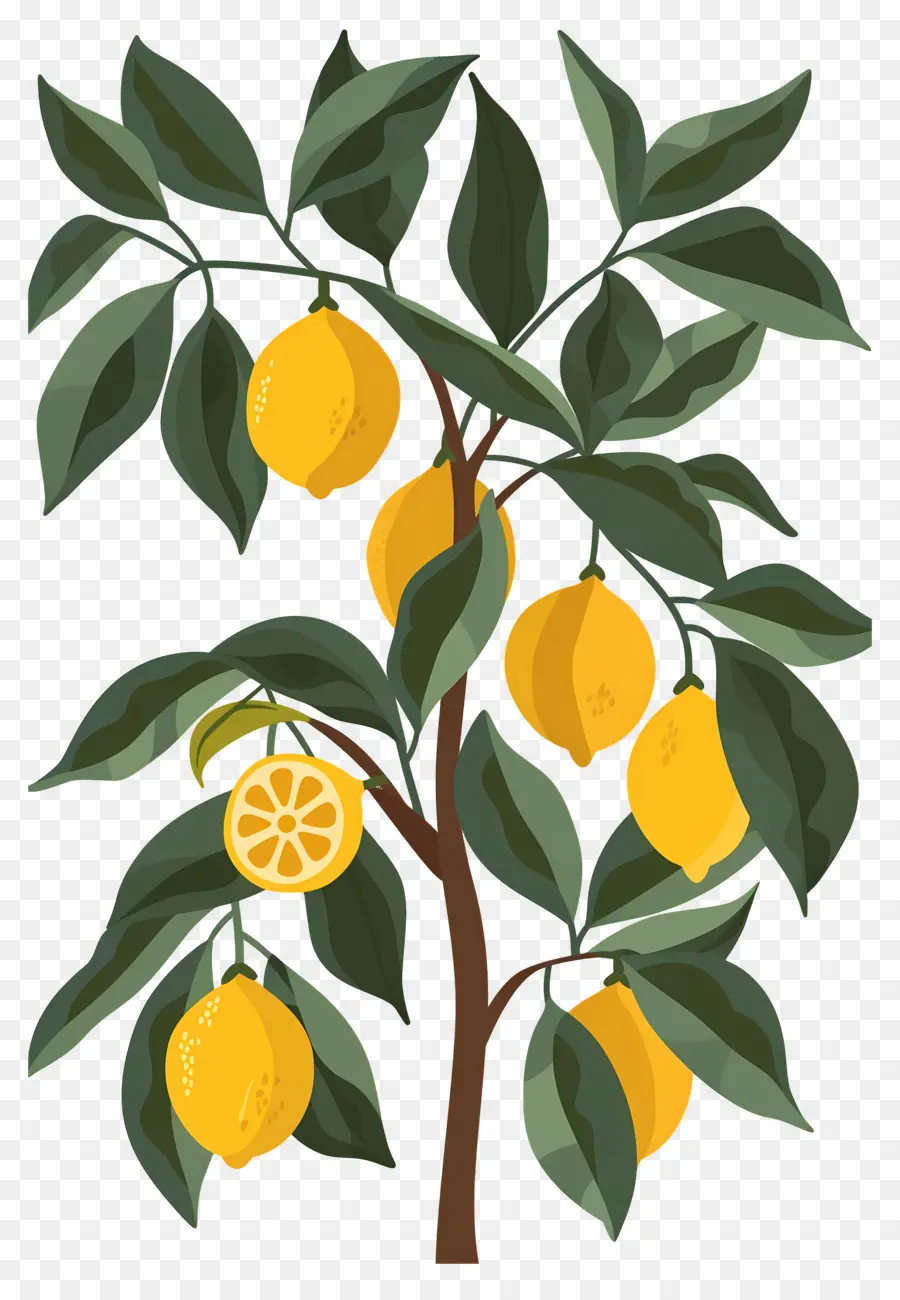 Limon Ağacı，Limon PNG