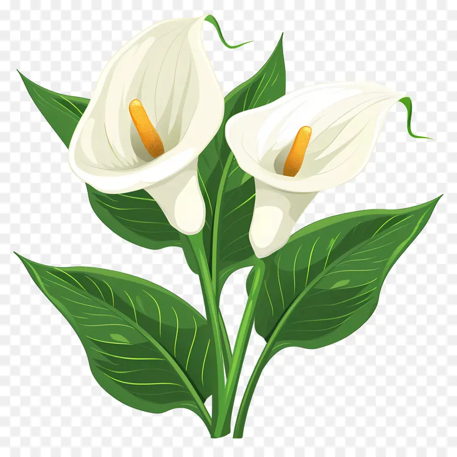 Calla Lily，Beyaz Calla Zambaklar PNG