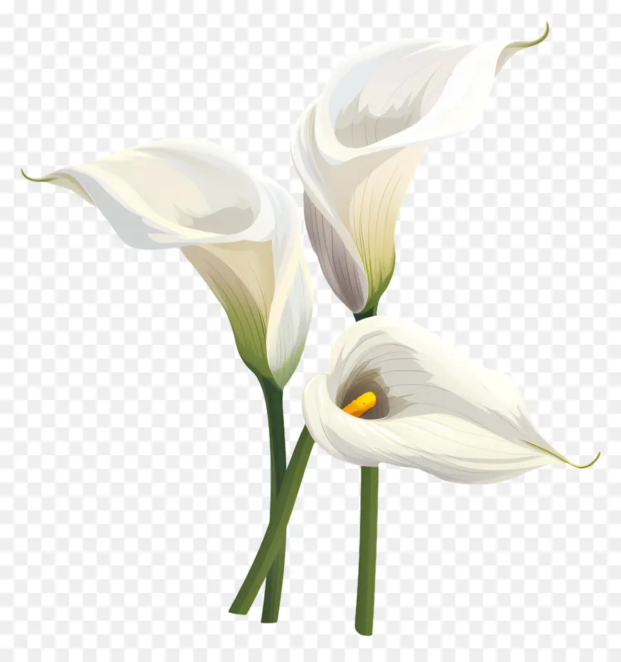 Calla Lily，Beyaz Calla Zambaklar PNG