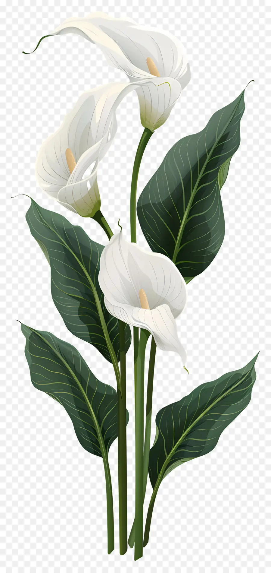 Calla Lily，Beyaz Calla Zambaklar PNG