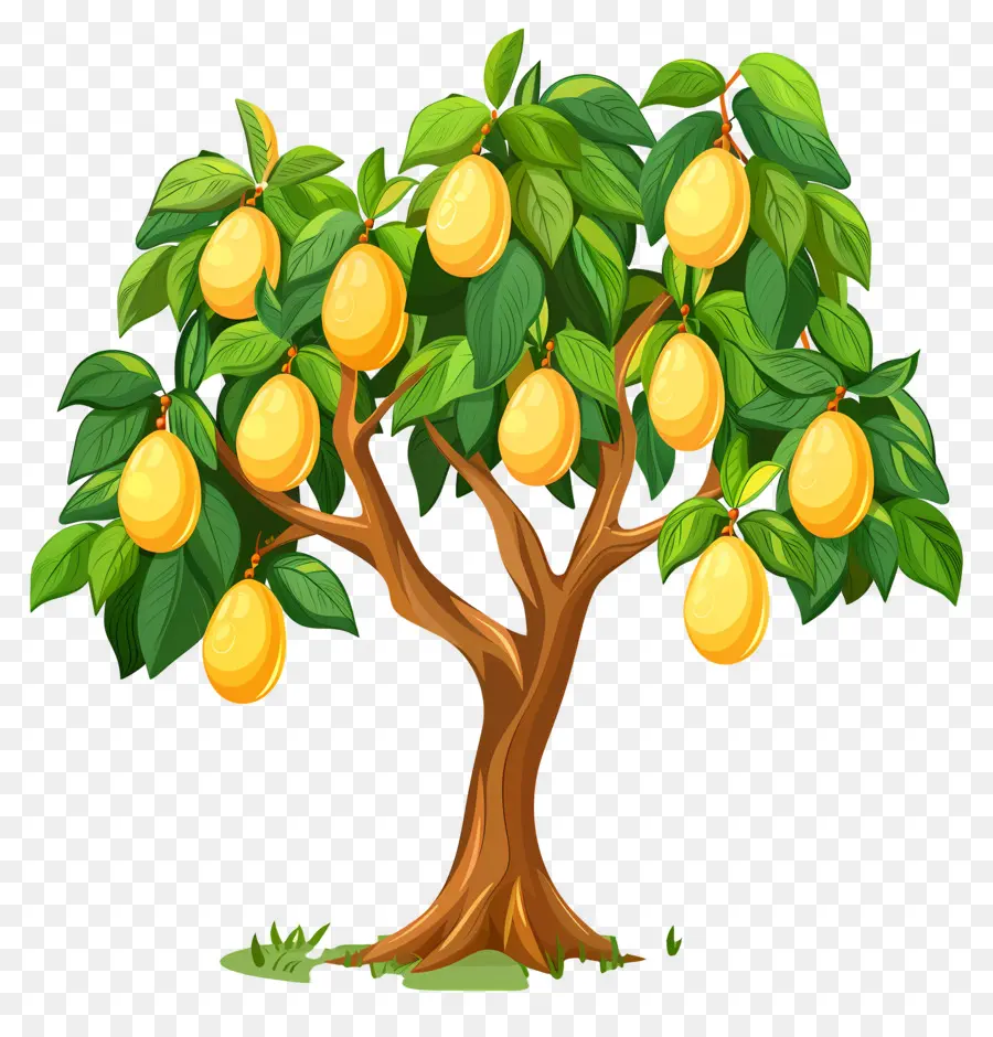 Mango Ağacı，Meyve PNG