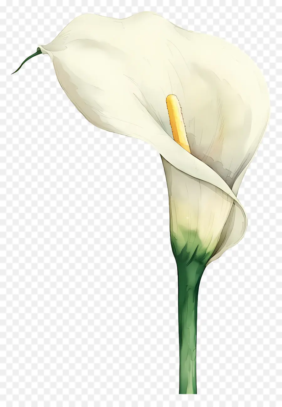 Calla Lily，Beyaz Calla Lily PNG