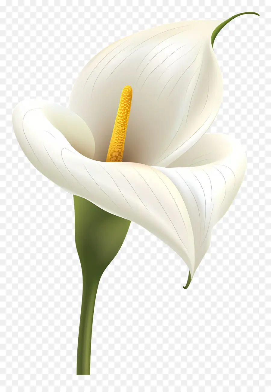 Calla Lily，Beyaz Calla Lily PNG