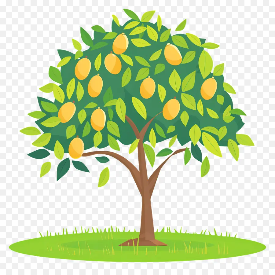 Mango Ağacı，Meyve PNG