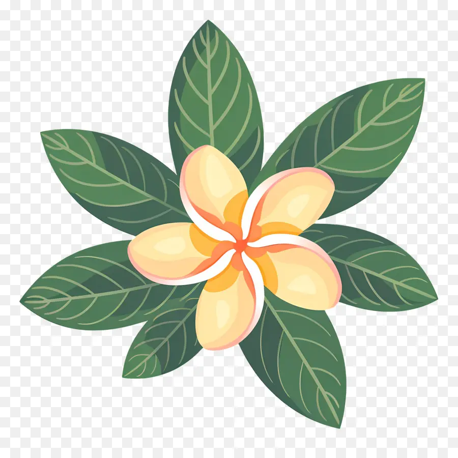 Plumeria çiçeği，Sarı çiçekler Ve Yeşil Yapraklar PNG