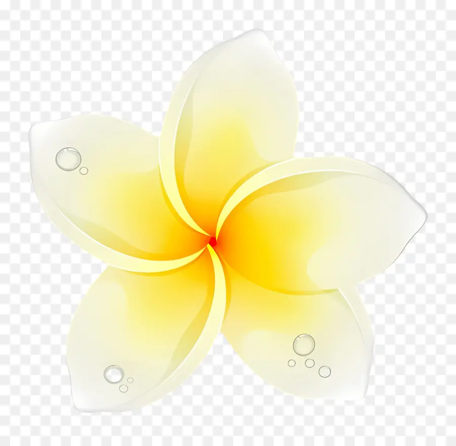 Plumeria çiçeği，Beyaz Ve Sarı Çiçek PNG