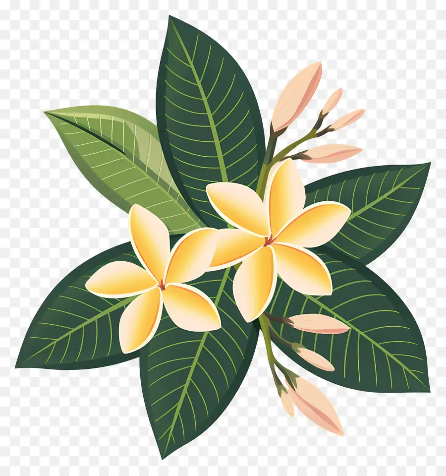 Plumeria çiçeği，Sarı Çiçekler PNG