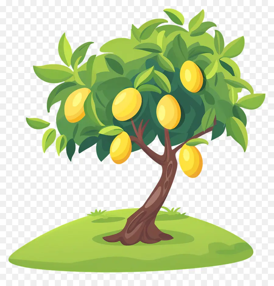 Mango Ağacı，Meyve PNG