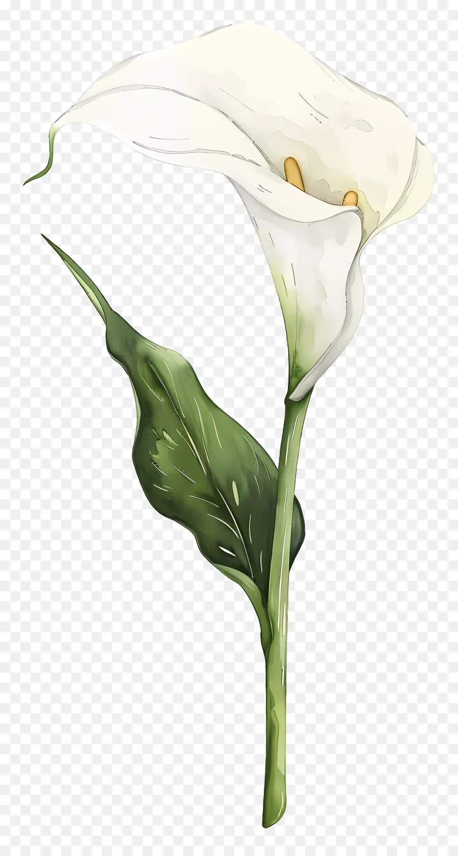 Calla Lily，Beyaz Calla Lily PNG