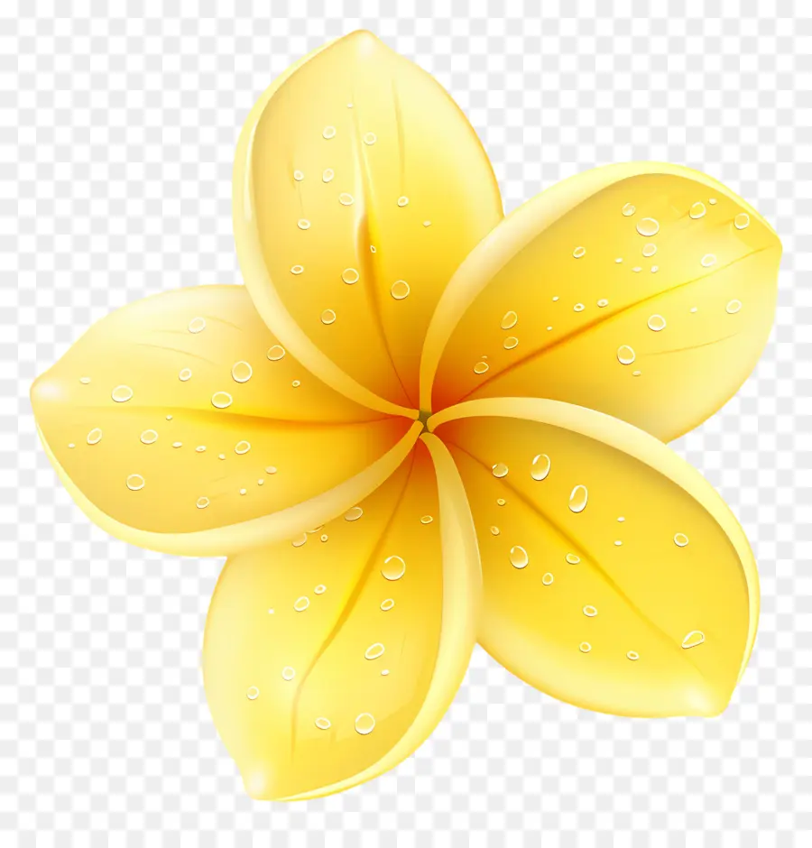 Plumeria çiçeği，Su Damlacıkları Ile Sarı çiçek PNG