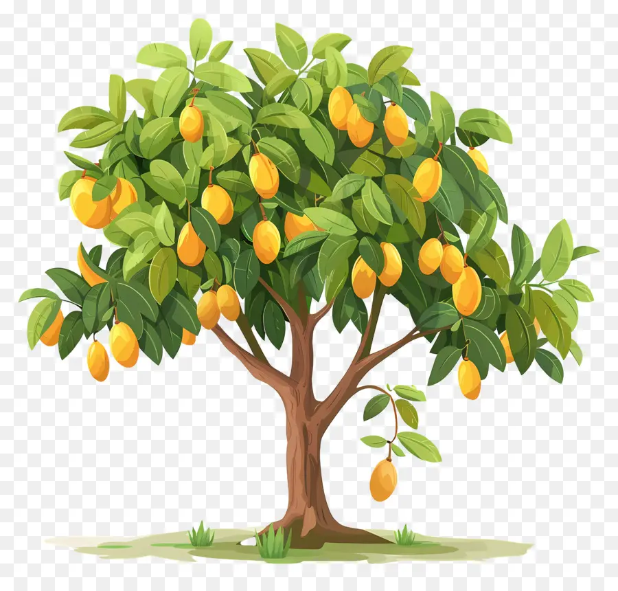 Mango Ağacı，Meyve PNG