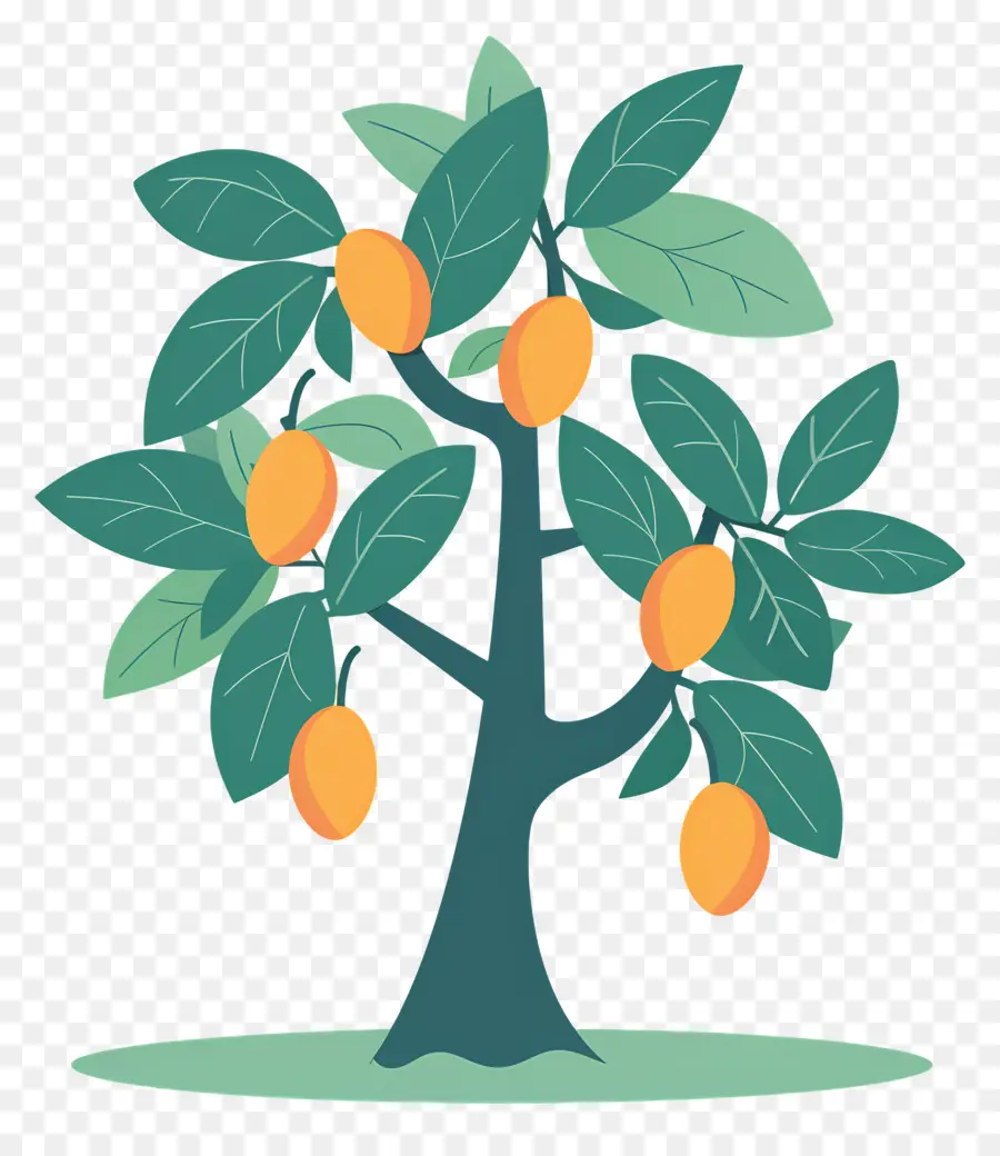 Mango Ağacı，Meyve PNG