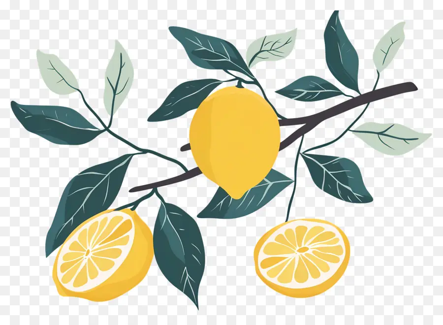 Limonlar，Limon Dalı PNG