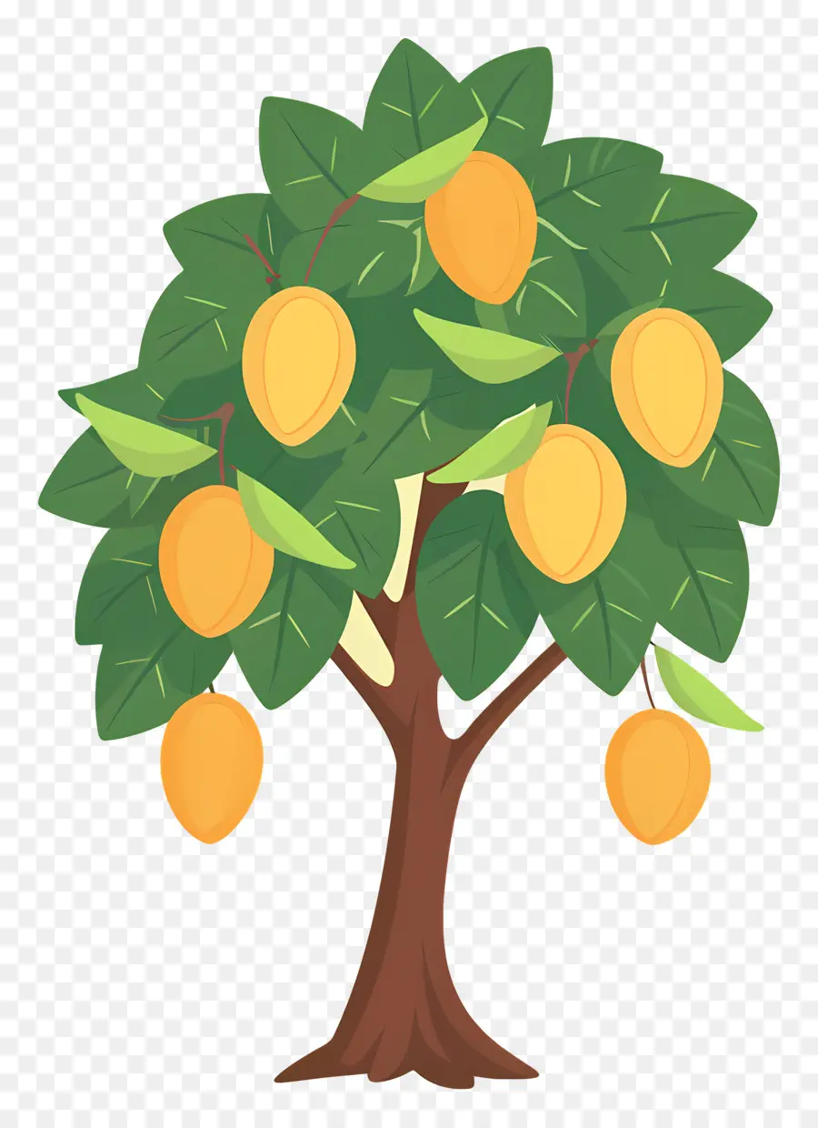 Mango Ağacı，Meyve PNG