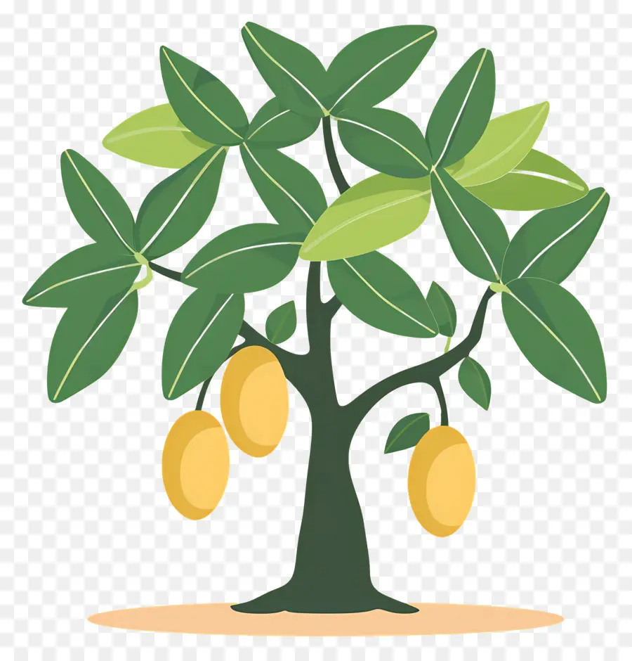 Mango Ağacı，Meyve PNG