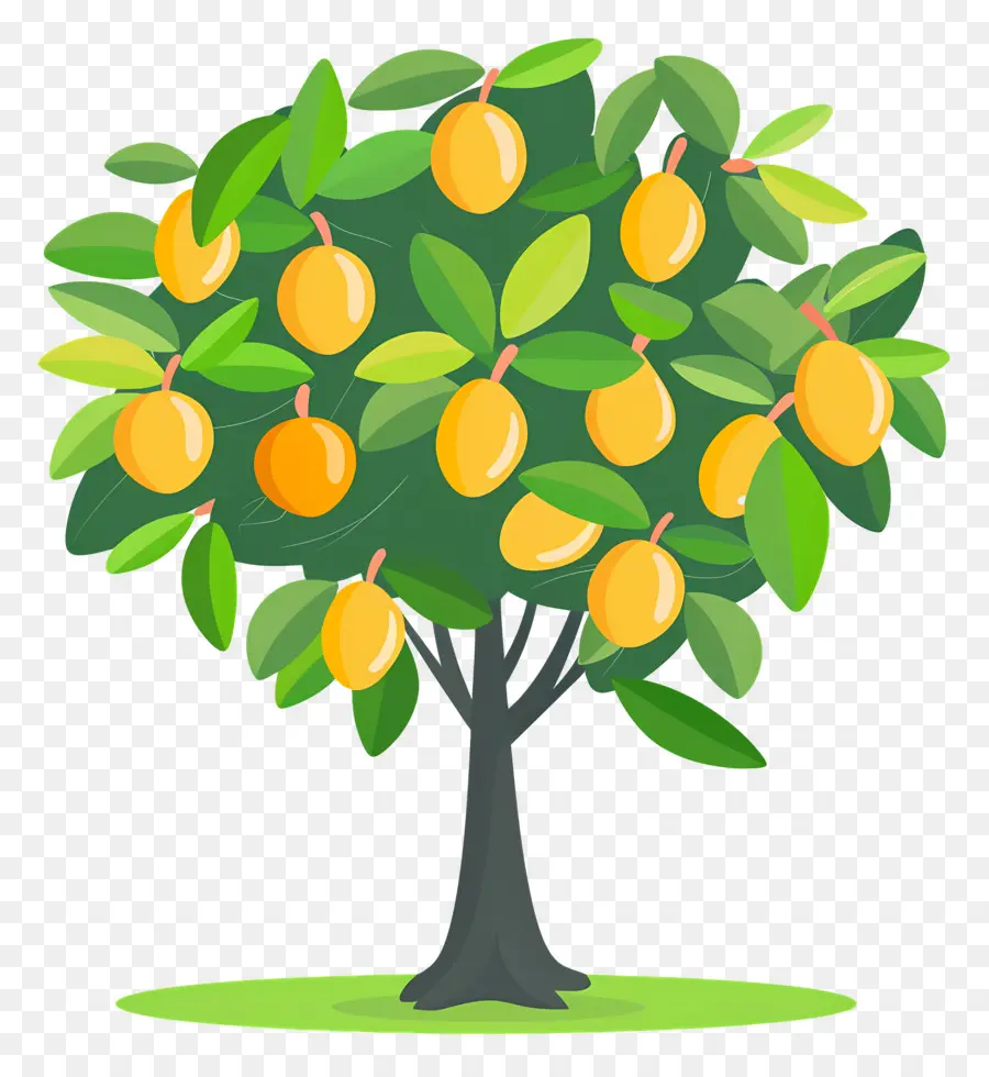 Mango Ağacı，Meyve PNG