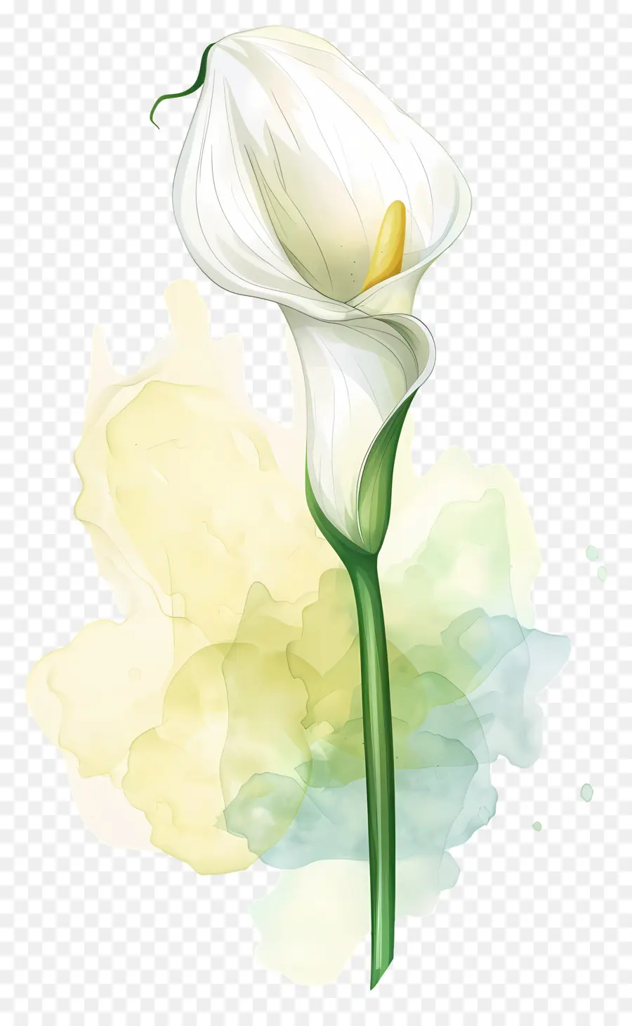 Calla Lily，Beyaz Calla Lily PNG