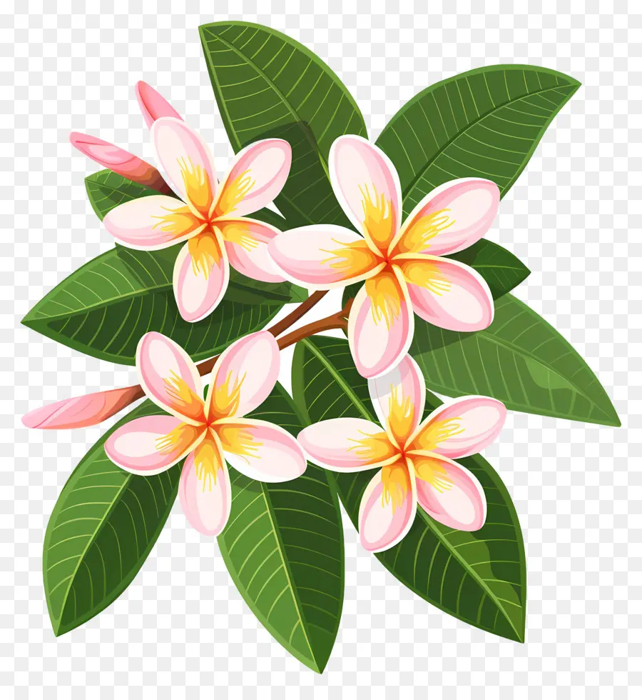 Plumeria çiçeği，Sarı Çiçekler PNG