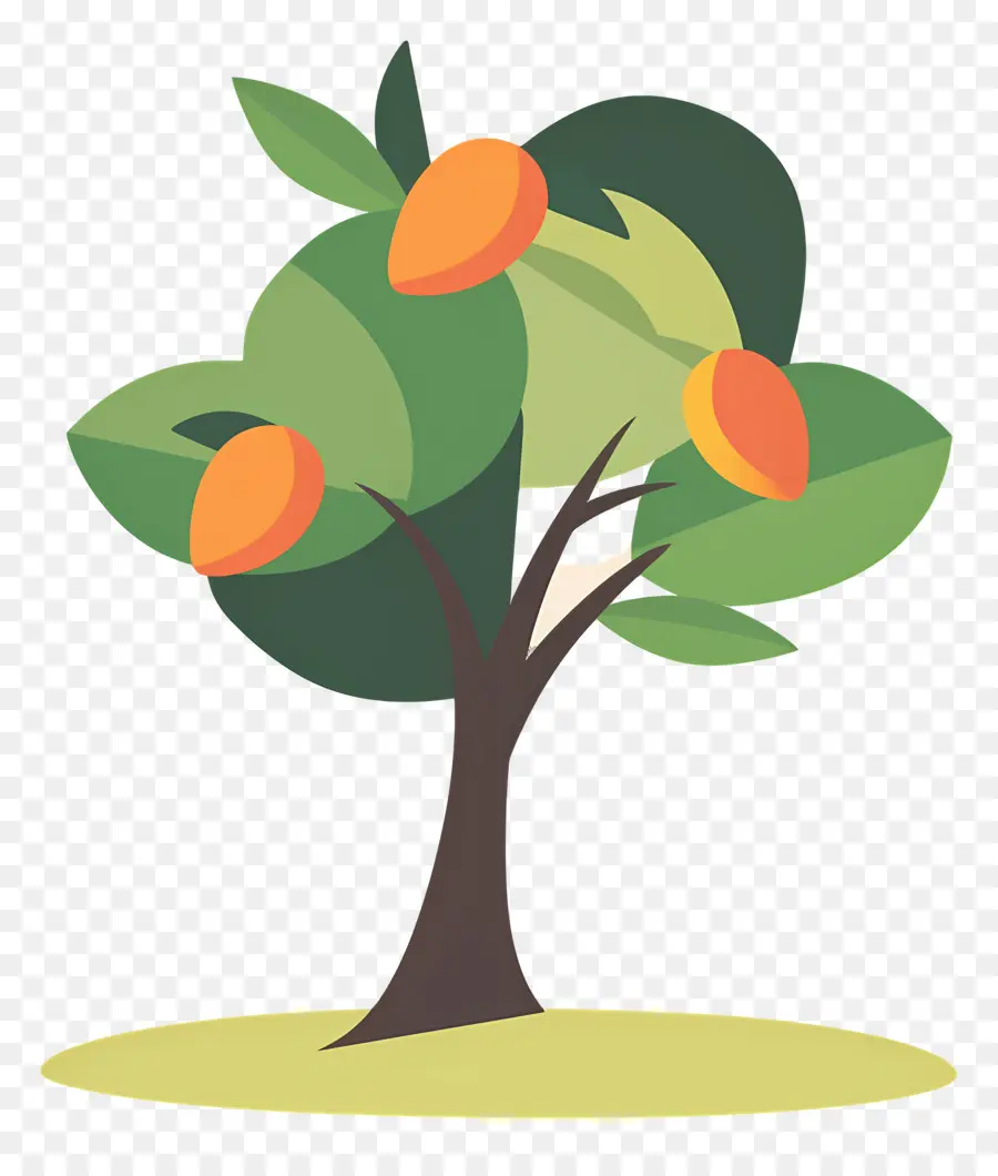 Mango Ağacı，Meyve PNG