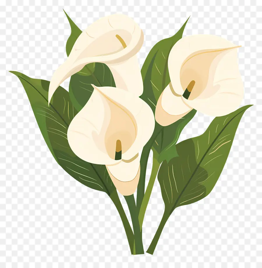 Calla Lily，Beyaz Calla Zambakları PNG