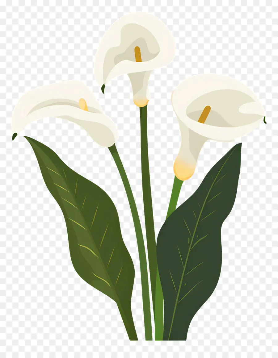 Calla Lily，Beyaz Calla Zambakları PNG