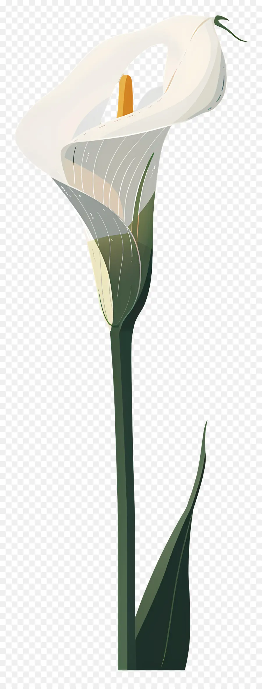 Calla Lily，Beyaz PNG